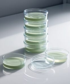 square petri dish